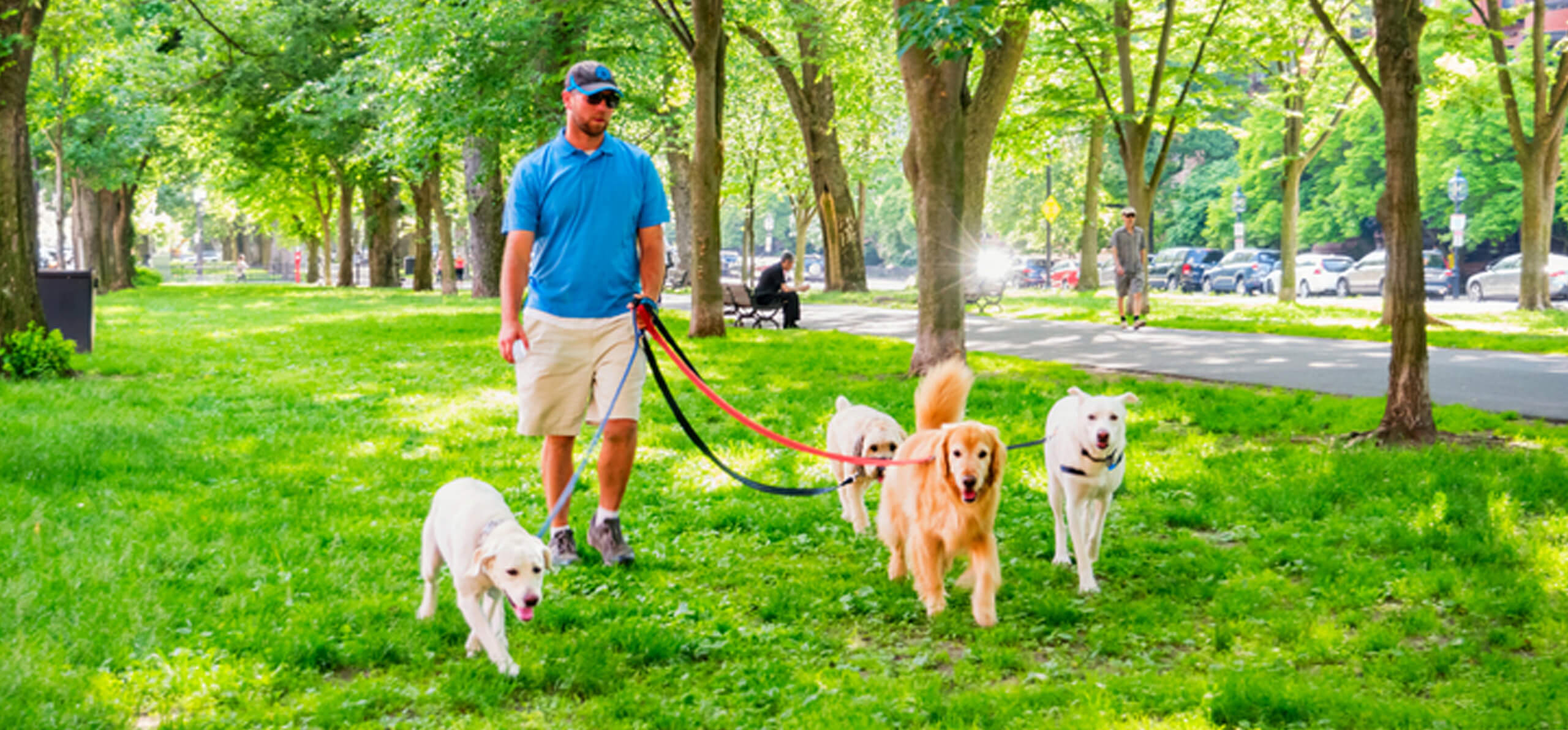 four leashed dogs being walked by an individual over grass