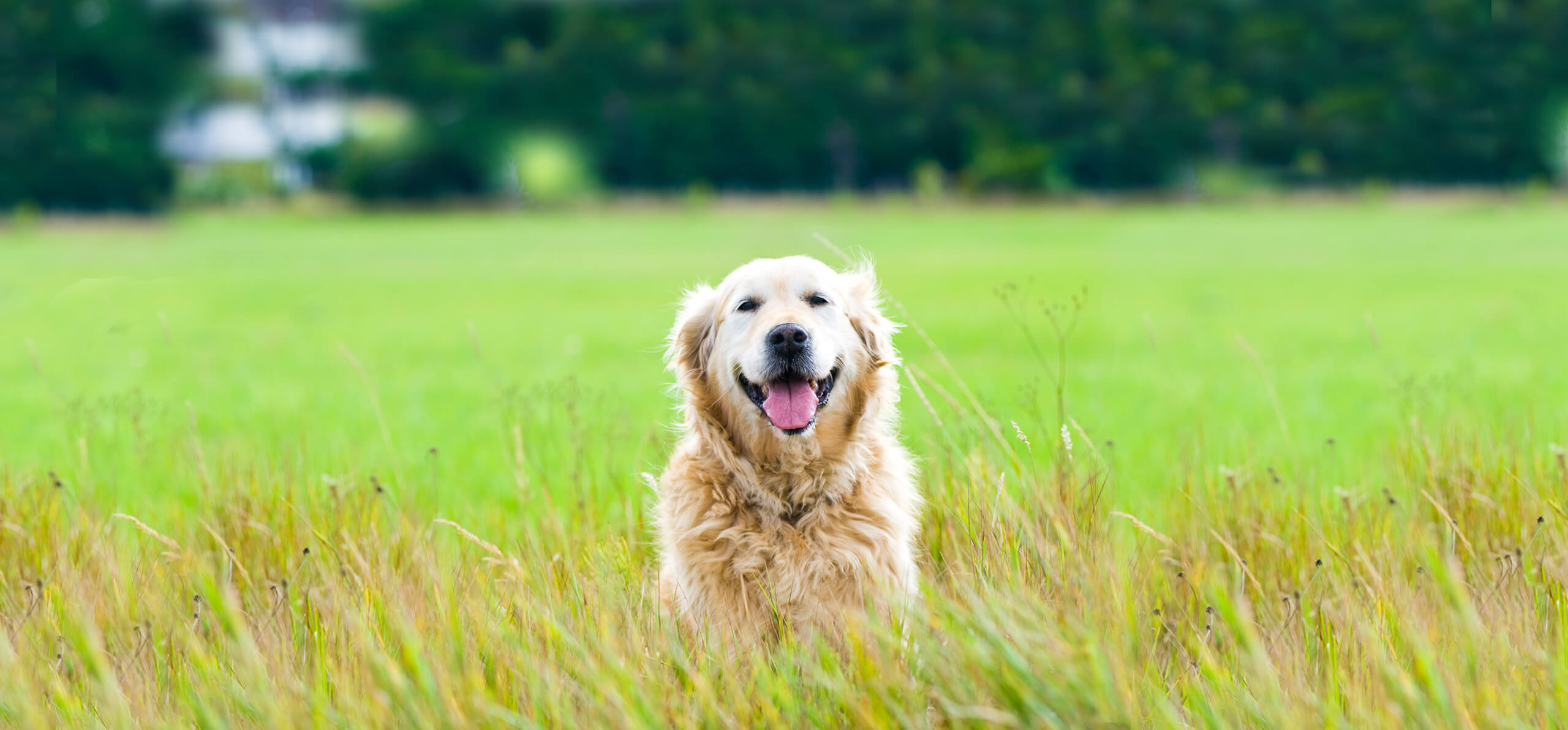 large dog smiling out of some tall grass