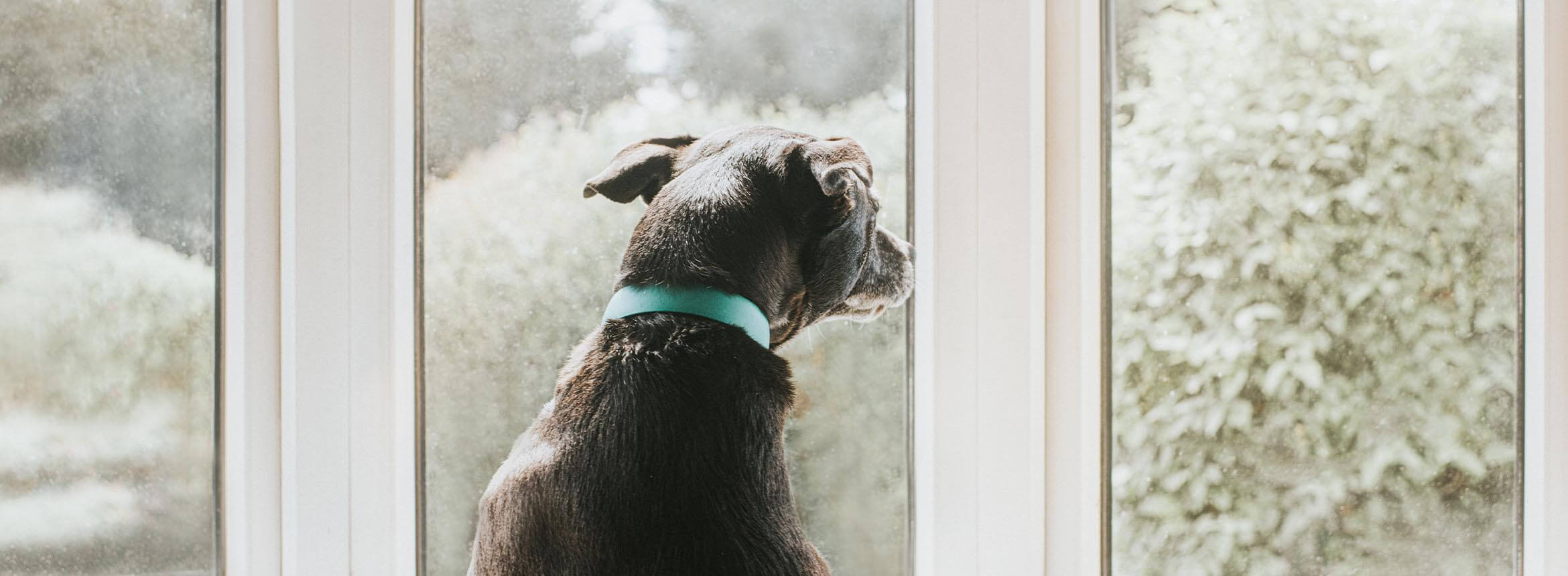 image of dog staring out of window