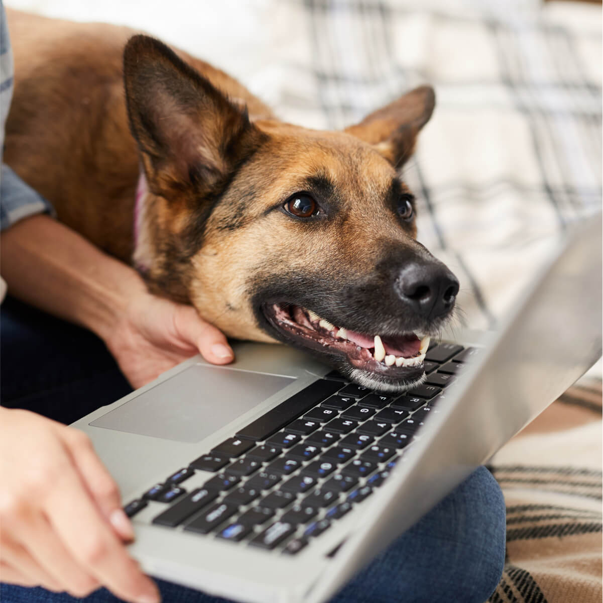 Remote volunteer - image of Dog lying head on Laptop keypad