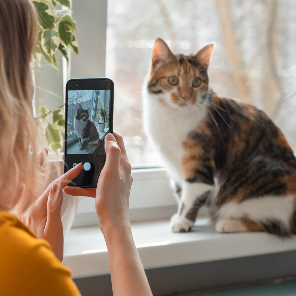 Post on social media - Woman taking picture of a cat