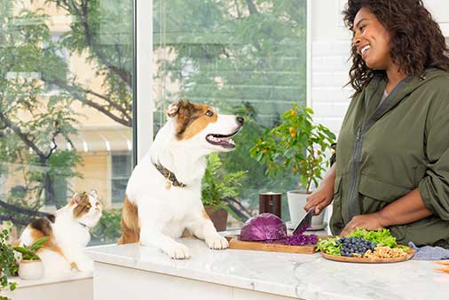 The Best New Year’s Resolutions for Your Pet