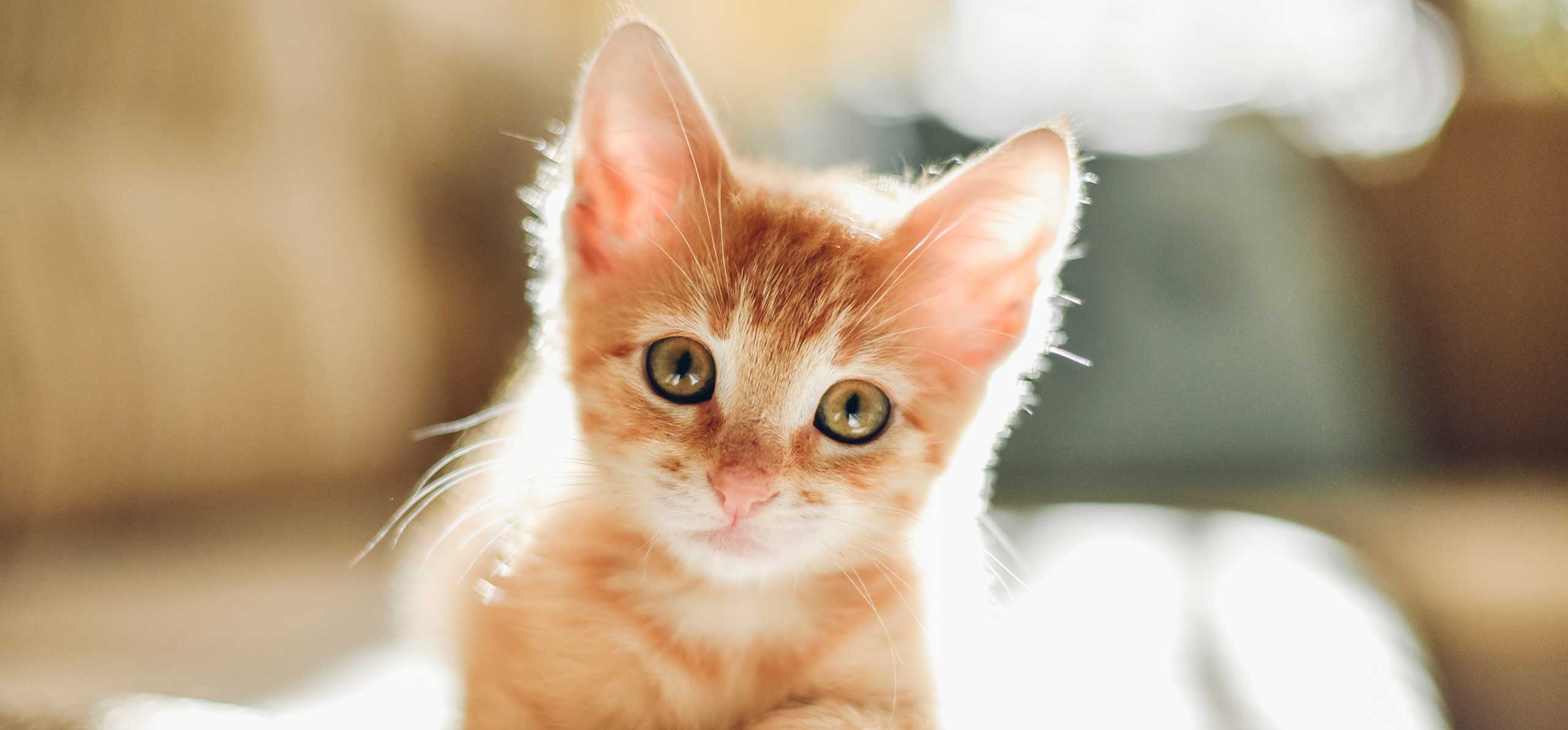 A small kitten