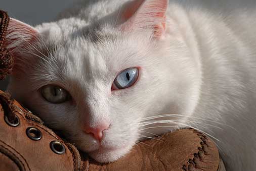 Importance of Exercise for Mature Cats