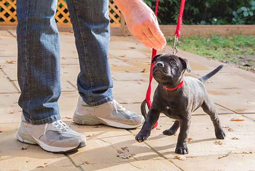 Retrieving the Right Dog Trainer