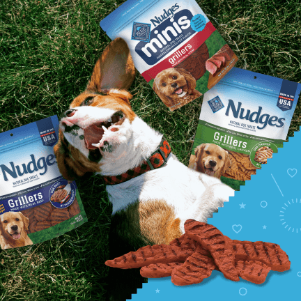 A dog is happily lying on their back on the grass and enjoying the sun. Packs of BLUE Nudges treats are all around them.