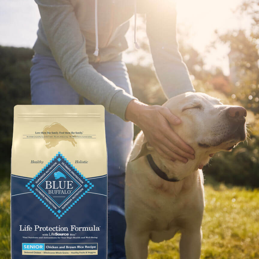 A Golden Lab is really enjoying pets from their Pet Parent. They’re outside in the sun, next to a bag of BLUE dry dog food.