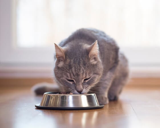 Gray cat eating from a stainless steel bowl on a wooden floor, with a bright window in the background.