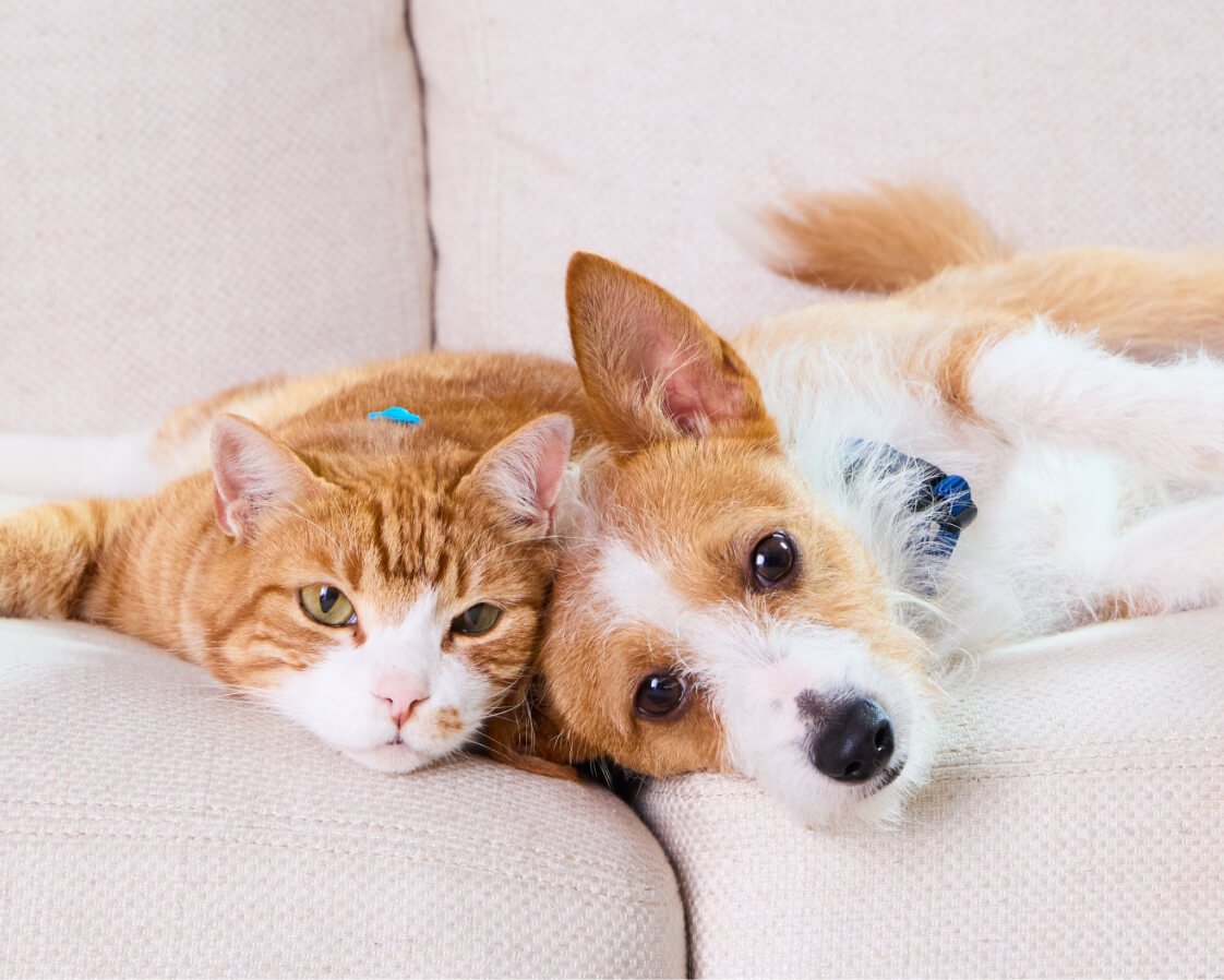 A cat and dog lying on a couch