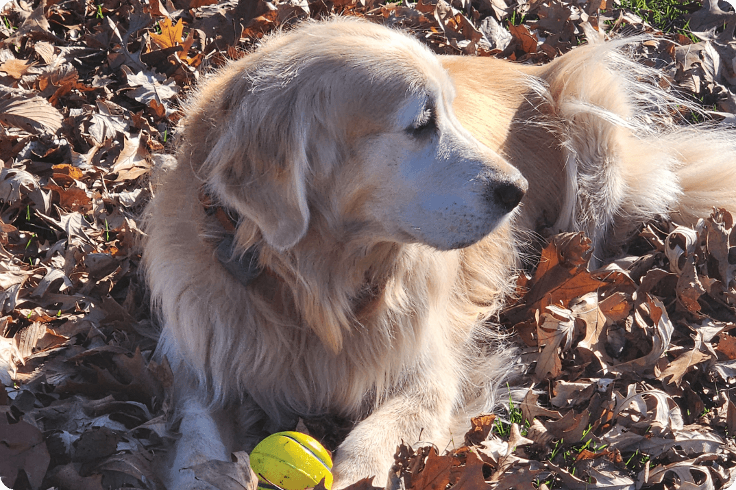 A dog lying in leaves - Drake, Cancer Survivor Dog
