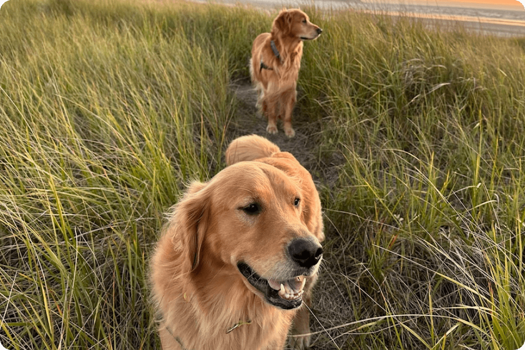 Two dogs in grassy field - Izzy, Cancer Survivor Dog