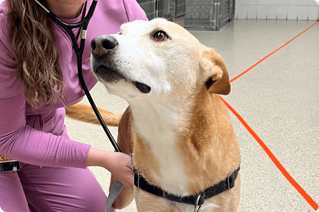 Frisbee, a sweet golden lab, is looking up at his vet tech as she listens to his heart rate.