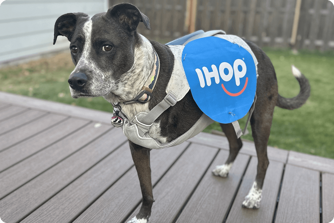 Pepper, a 3-legged dog, is wearing a fun Ihop-branded harness and is standing in her backyard.