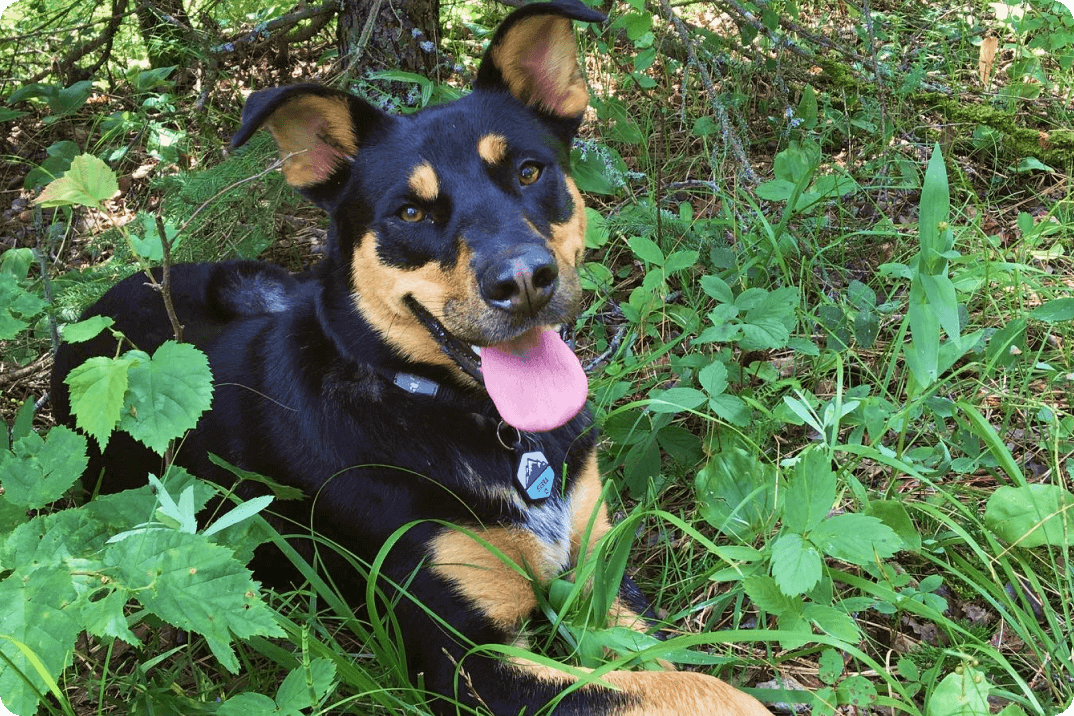 Sierra is happily panting and lying in some lush green foliage.