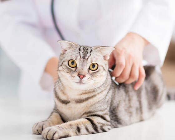 image of a cat with a vet