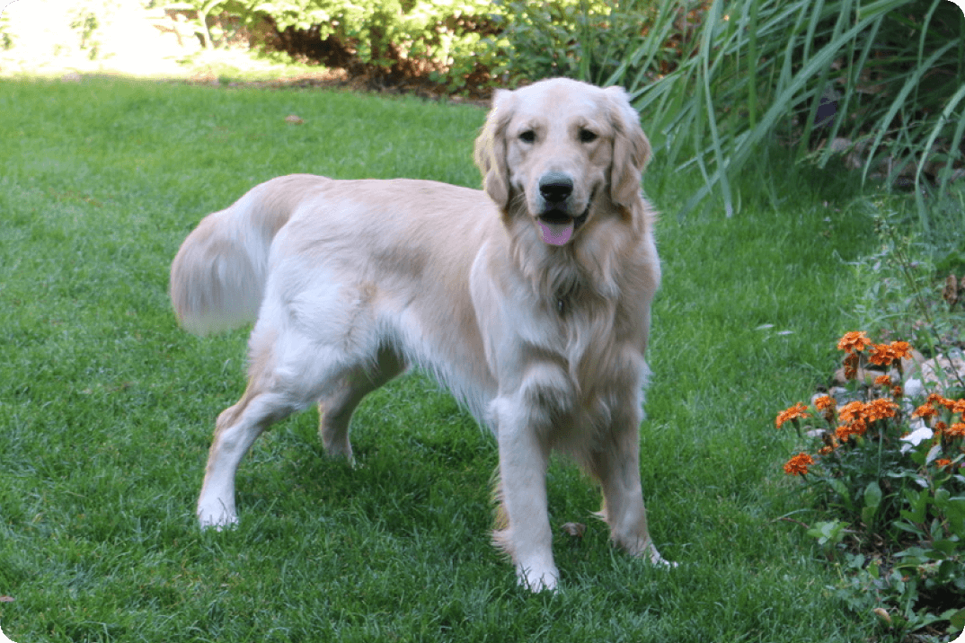 A dog standing in the grass - Snickers, Cancer Survivor Dog