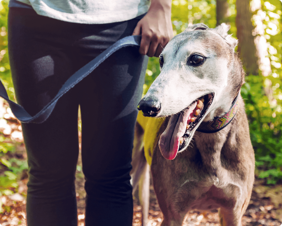 A dog with its tongue out