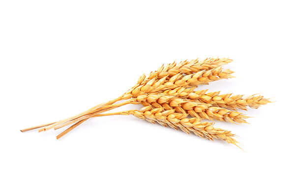 Wheat