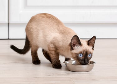 Why Feed BLUE