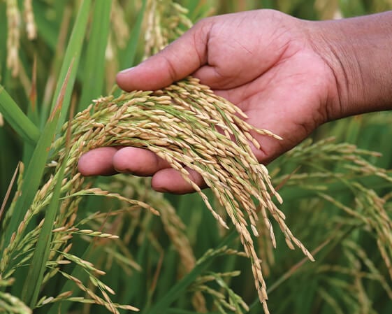 Someone holding a plant