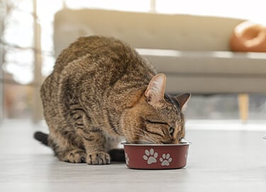 A cat eating a meal