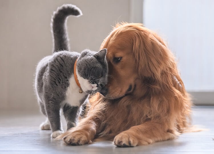 Grey cat with an orange collar nuzzling a resting golden retriever on the floor