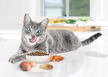 Image of cat with cat food