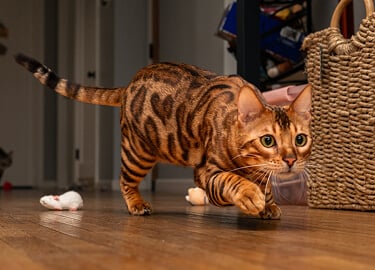 An energetic cat carefully stalks something just out of eyesight. 