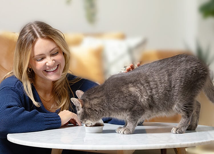 Woman in a cozy living room petting a gray cat eating from a bowl on a low table
