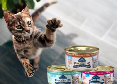 A cat in mid-pounce reaches for his favorite Wilderness foods.