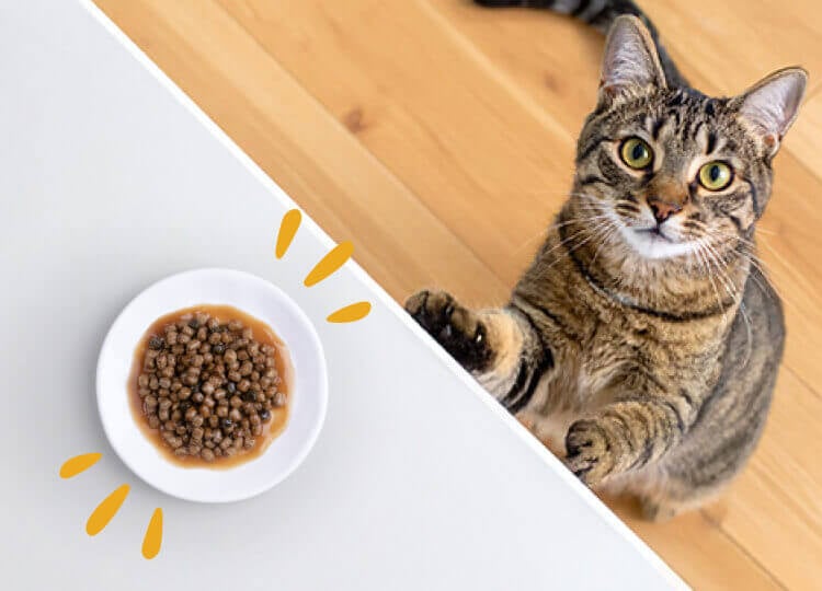 A cat approaches a counter where a bowl of Tastefuls Gravy dry cat food and a bag of Tastefuls Gravy are placed.
