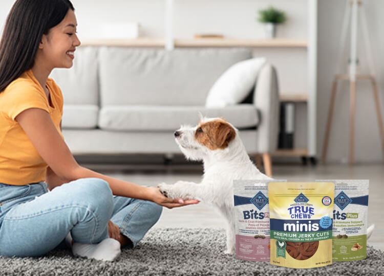 Woman sitting on carpet shakes hands with a small dog; dog treats rest invitingly in the foreground.
