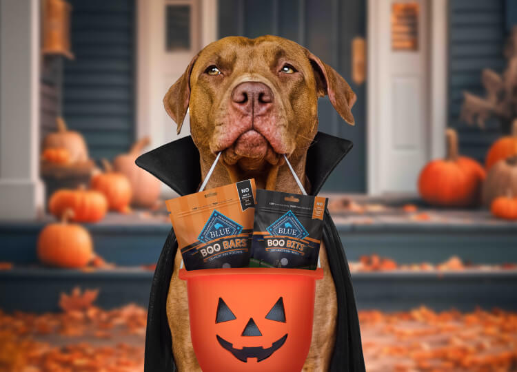 Halloween-themed Blue Buffalo dog treats hero image with Boo Bars and Boo Bits packaging, surrounded by pumpkins, bats, and festive decorations.