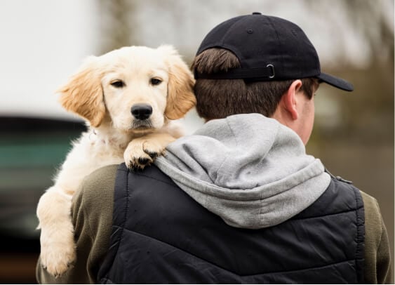 puppy food