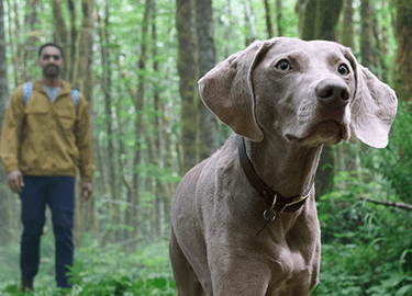 A man hikes through the woods, his dog leading the way.
