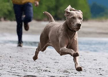 A dog breaks out into a run alongside a tree-lined lake.