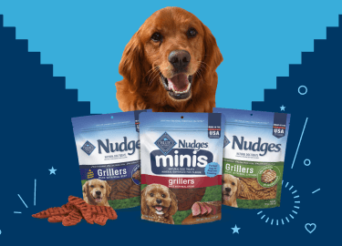 A Golden Retriever is looking at the camera. Packs of Nudges treats and a small pile of grilled treats are in the foreground