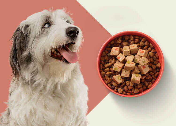 A happy white-and-black dog is panting and looking toward a bowl of BLUE dry dog food topped with Love Made Fresh food