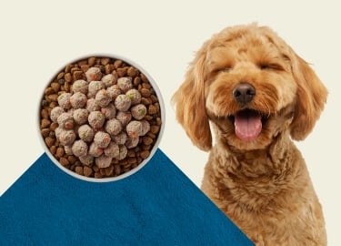A Goldendoodle dog with a gleeful face is pictured next to two backages of BLUE Love Made Fresh Shake & Serve Meatballs.