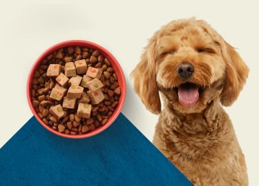 A Goldendoodle dog with a gleeful face is pictured next to two backages of BLUE Love Made Fresh meat rolls.