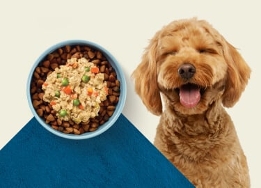 A Goldendoodle dog with a gleeful face is pictured next to two backages of BLUE Love Made Fresh resealable tubs.