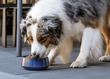 Australian shepherd eating kibble from a blue bowl on a patio