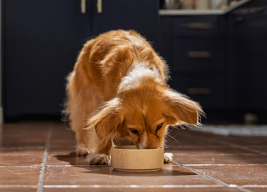 Small brown-and-white dog eating from a ceramic bowl on a kitchen tile floor
