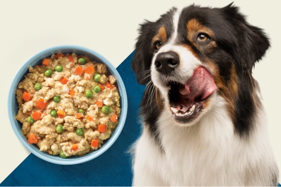 clarkston pro plan dog food salmon and rice shreds Purina ONE Tender Selects Blend Real Salmon Dry Cat Food, 16 lbs