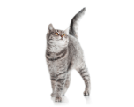 Adult Cat