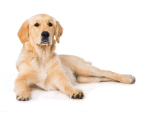 Adult Dog
