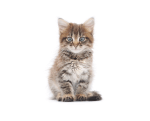 Kitten
