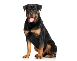 Adult Dog