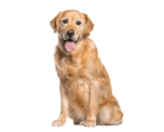 Senior Dog