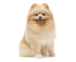 Small Breed
